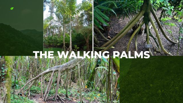 The Walking Palms