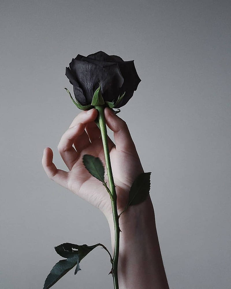 Black Rose