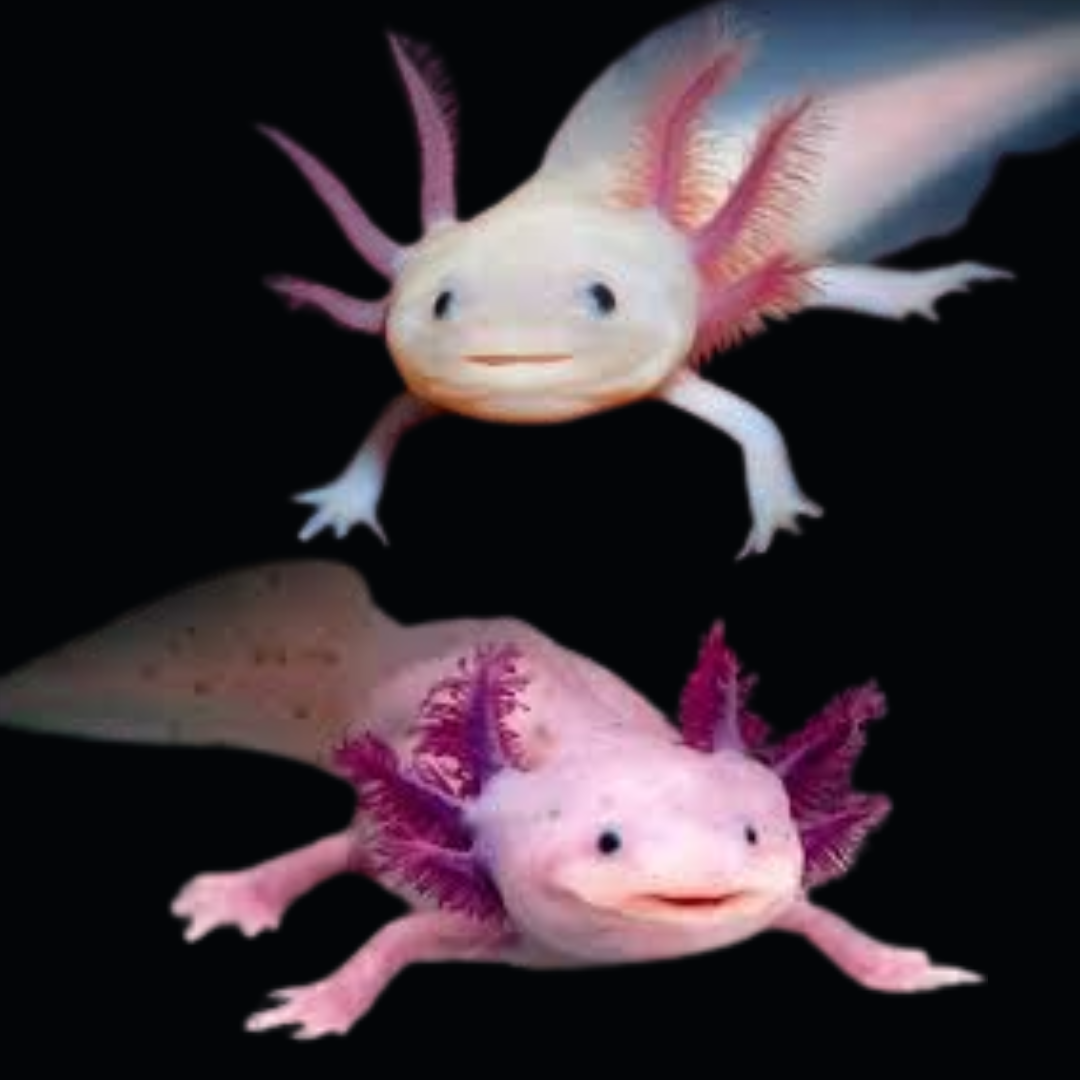 mexican axolotl