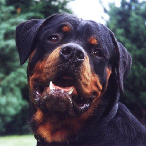 Rottweiler FAQs