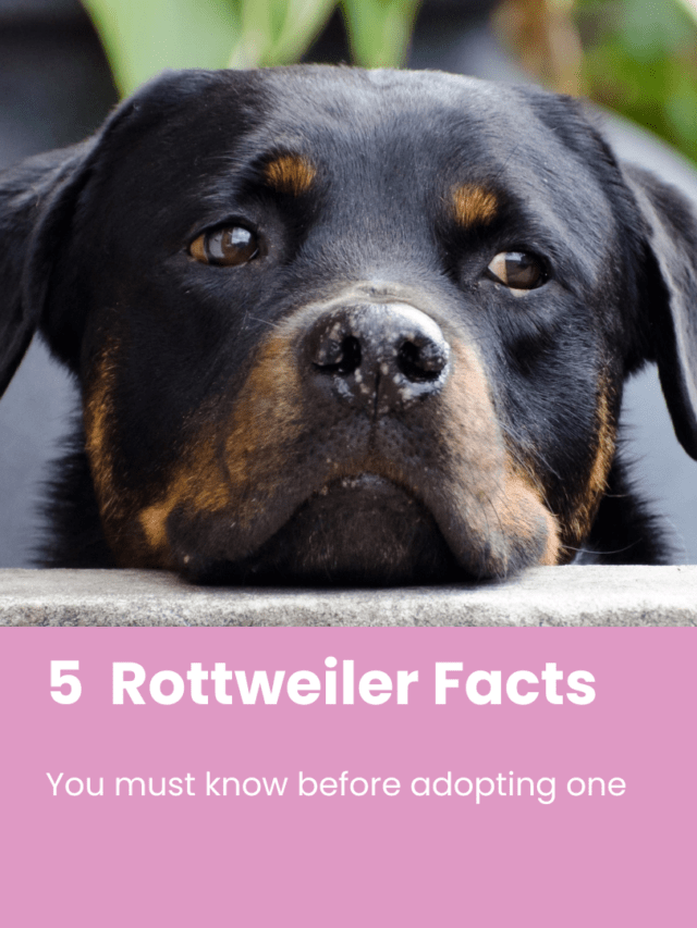 Rottweiler