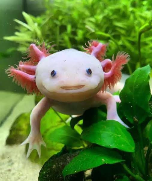 mexican axolotl