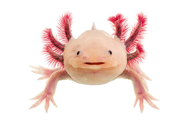 mexican axolotl