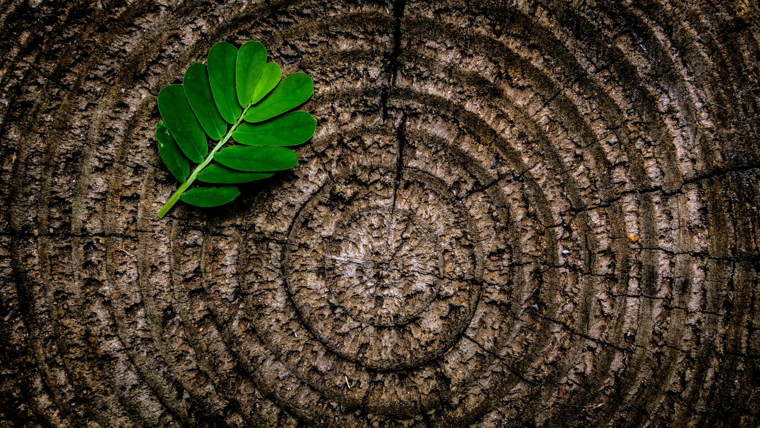 tree rings