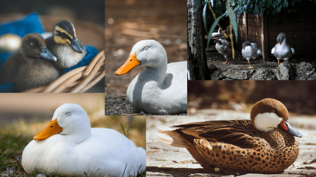 Ducks Sleeping with One Eye Open