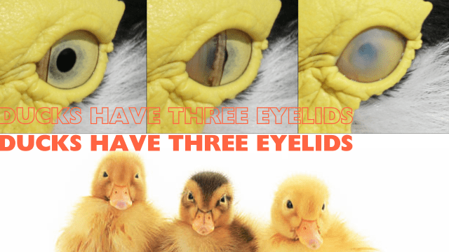 Ducks Have Three Eyelids