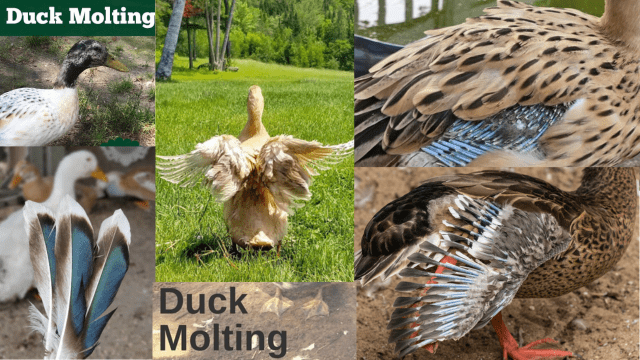 Duck Molting