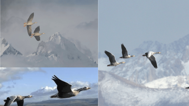 Ducks-The Bar-headed Goose flying over himalayas